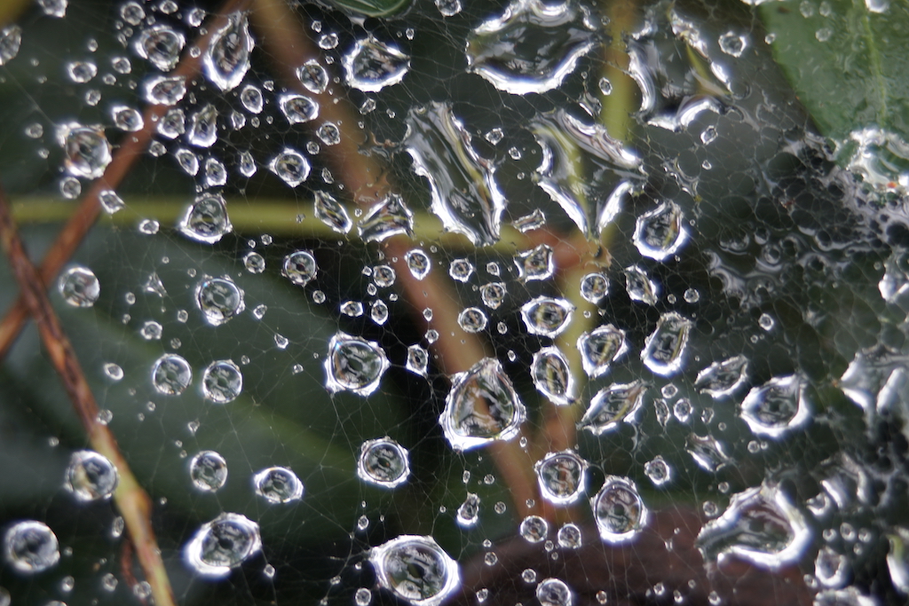 Nature In Class B By David Lewis For Rain Caught On Spiderweb OCT-2018.jpg